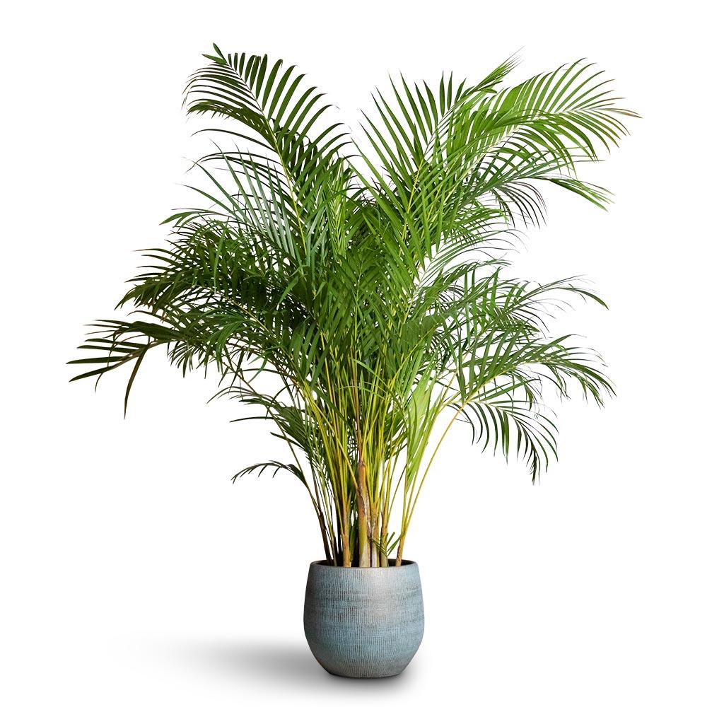 Areca Palm
